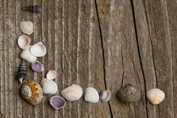 Wooden background with sea shells