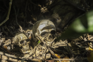 skull or skeleton of human photography