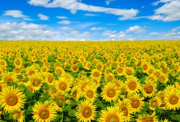Foto auf Acrylglas Sonnenblume sunflowers field