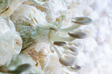Healthy organic oyster mushroom