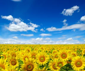 Cercles muraux Tournesol sunflowers field