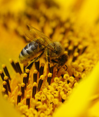 bee and sunflower