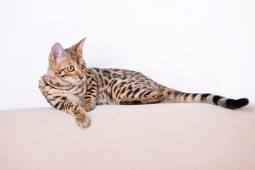 Beautiful Bengal kitten on sofa in room