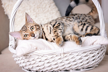 Fototapeta na wymiar Beautiful Bengal kitten in basket at home