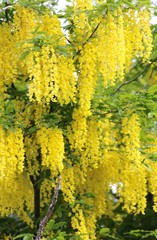 beautiful yellow LABURNUM flowers on a tree