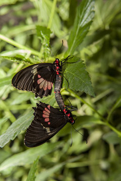 Cattleheart Butterfly mating