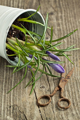 Crocus and old scissors