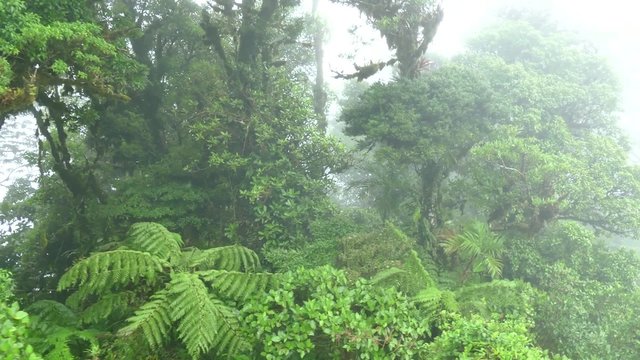 View of Monteverde National Park in Costa Rica, Central America. Nature, wilderness, natural landscape, jungle, rainforest, cloud forest, trees canopy, aerial view from sky tram