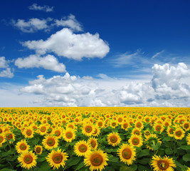 Naklejka premium sunflowers field