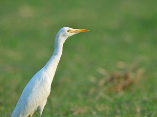 Fototapeta premium Bird (Cattle Egret) , Thailand