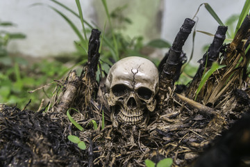 skull or skeleton of human photography