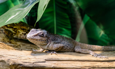 Close-up view of a Anole lizard (Anolis baracoae) on the tree, f