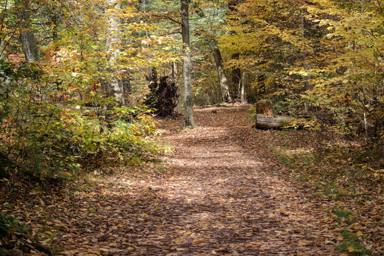 Pennsylvania Ricketts Glen State Park Landscape