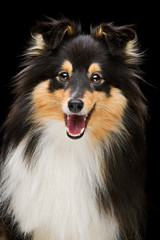 Playful sheltie dog