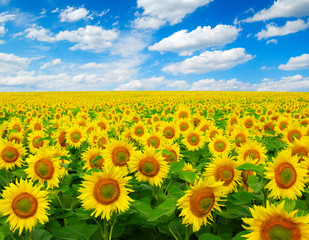 Obraz premium sunflowers field