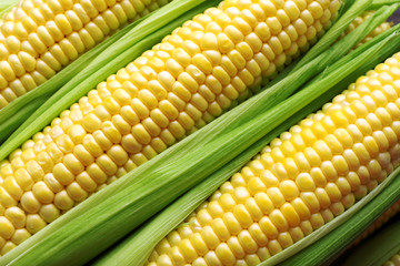 Fresh corn on cobs, closeup