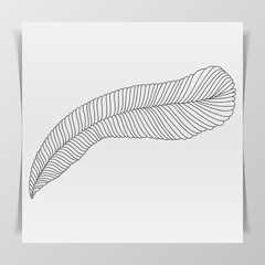 Hand-drawn Feather