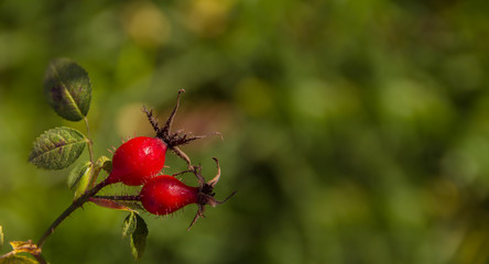 autumn background of red wild rose