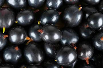 Heap of wild black currant close up