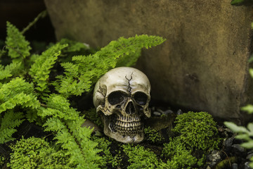skull or skeleton of human photography