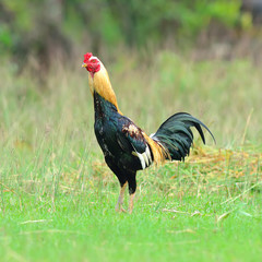 A brightly colored cockerel in a field in springtime