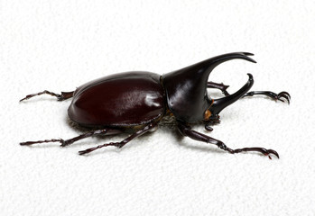 beetle