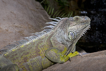 Green iguana on the rocks