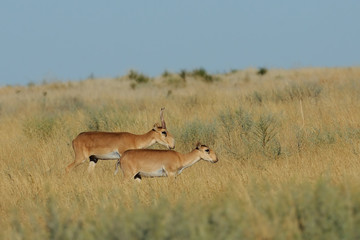 Wild Saiga antelopes pair in Kalmykia steppe