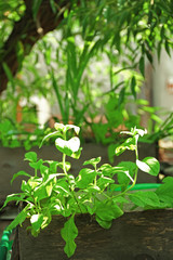 Box of seedlings in garden