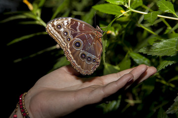 Owl Butterfly and human hand