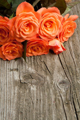 Orange roses