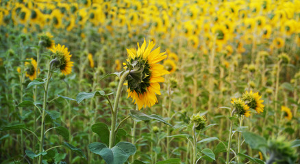 Sunflowers