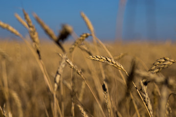 wheat field