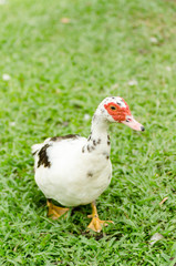 Close up of duck on green grass