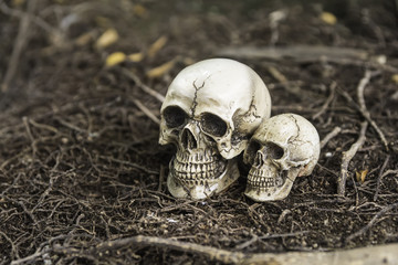 skull or skeleton of human photography