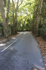 Naklejka premium Road through trees in Sintra, Portugal, to go to Palacio de Pena