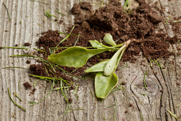 Sprout with soil