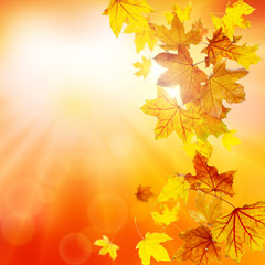 Naklejka na ściany i meble Autumn nature background with falling maple leaves
