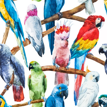 Watercolor parrot pattern