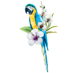 Watercolor parrot © zenina