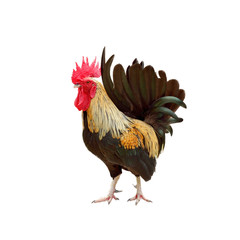 Rooster isolated on white background