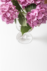pink hydrangea flowers