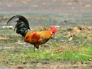 A brightly colored cockerel in a field in springtime