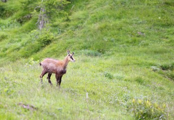 chamois on the meadow in the mountains in summer