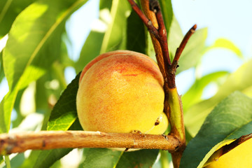 Branch of peach tree, closeup