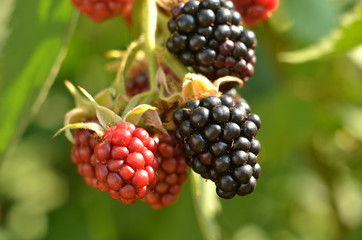 Detail of blackberry