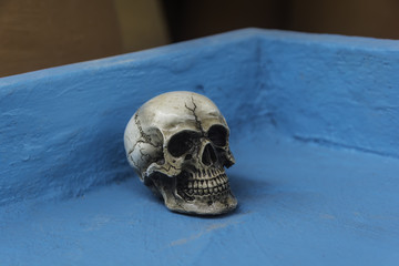 skull or skeleton of human photography