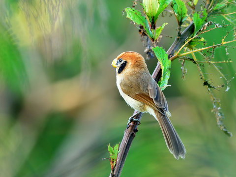 Bird (Spot-breasted Parrotbill), Thailand
