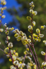 Ива пепельная (Salix cinerea). Ветка ивы во время цветения