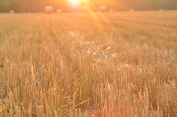 Field after harvest with straw bales at sunset